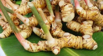 Khasiat Lengkuas untuk Kesehatan, Bukan Sekadar Bumbu Dapur