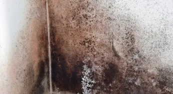 Seberapa Bahayakah Black Mold (Jamur Hitam) di Ruangan?