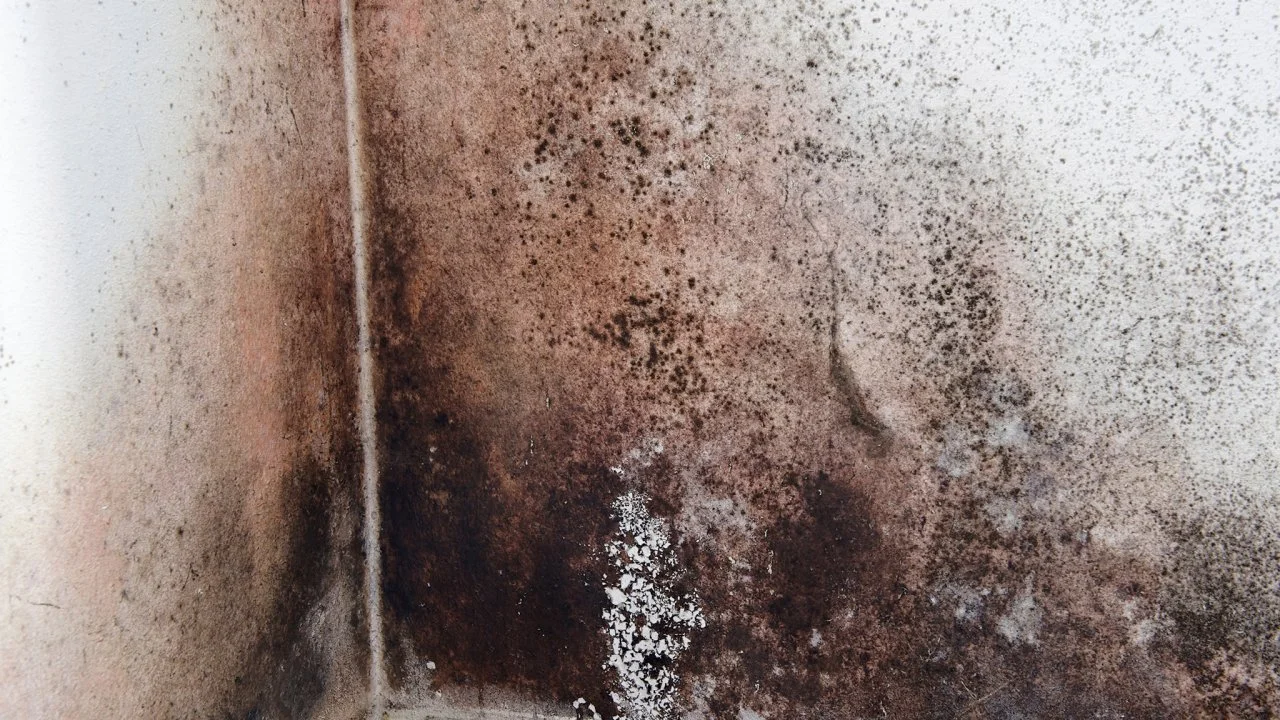 black mold