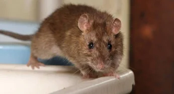 Warga Lumajang Diminta Waspada Leptospirosis, Ini Gejalanya!