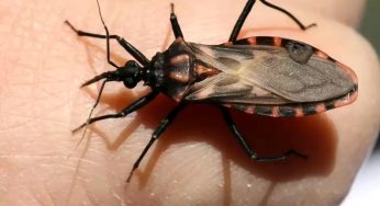 Waspada! Serangga Penghisap Darah (Kissing Bugs) Bisa Picu Wabah Mematikan
